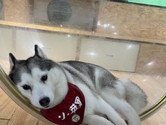 -Husky Go! 哈士奇体验馆·宠物咖啡厅狗咖