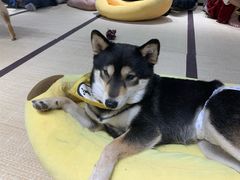 -逗柴咖啡屋·狗咖猫咖宠物桌游