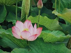 -梁鸿国家湿地公园