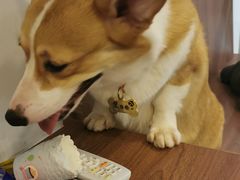 -柯斗斗主题餐厅·狗咖·围炉煮茶·茶饮(国瑞升平里店)