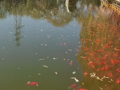 -金城公园