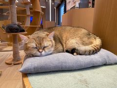 -CAT’S MEWSTAR CAFE·喵星球猫屋(晴湾咖啡店)