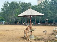 -大连森林动物园