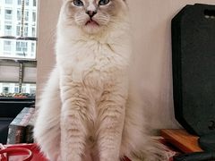 -东山羊庄(八卦岭店)