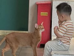 -飞行喵MR PILOT|猫舍·猫咖(静安大融城店)