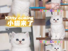 -小猫来了·猫舍(红山六九七九店)
