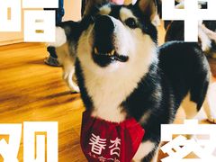 -Husky Go! 哈士奇体验馆·宠物咖啡厅狗咖
