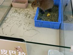 -怪兽屋·羊驼·猫咖·狗咖(俊华广场店)