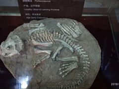 -中国西峡恐龙遗迹园