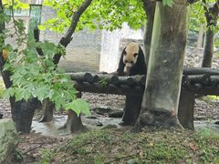 -都江堰中华大熊猫苑