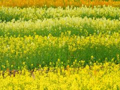 -三圣花乡旅游区