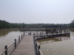 -大湾区中央湿地公园