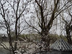 -桃花堤公园