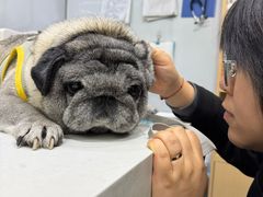 -pd派德宠物中心医院24H急重症·眼科中心·血液透析中心(嵩山北路店)