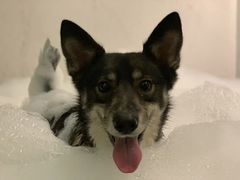 -胖子鱼·天水麻辣鱼火锅(秦州407店)