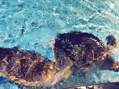 -芜湖新华联大白鲸海洋公园