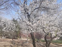 -北京西山国家森林公园