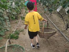 -马陆小张葡萄园农家乐