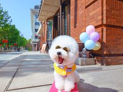 -超宠爱宠物摄影-Super pet