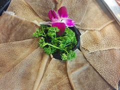 绿色鲜毛肚-蜀香居鲜毛肚火锅