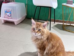 -藏猫猫咖啡主题馆(中央大道店)