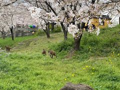 -苏州上方山国家森林公园