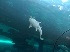 -悉尼海洋生物水族馆