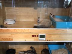 水产区-more than meow吴止猫主题餐厅(承德 中船汇店)