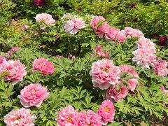 -洛阳市隋唐城遗址植物园