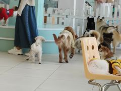 -怪兽屋·羊驼·猫咖·狗咖(俊华广场店)