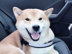 -贝贝宠物乐园(常青花园店)