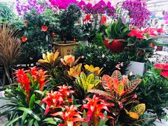 -秦美花卉(天朗·莱茵小城2期店)