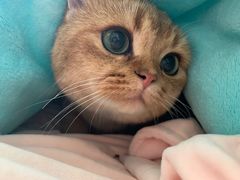 -东方名猫馆·英短金渐层布偶猫舍(环线广场1号楼店)