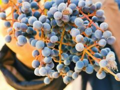 -上海佘山国家森林公园西佘山园