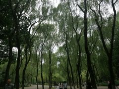 -柳浪闻莺公园