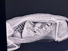 -酷宠动物医院(天通西苑店)