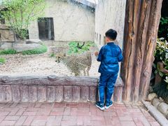 -上海野生动物园老虎餐厅