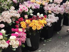 -循礼门鲜花花市(武汉循礼门店)