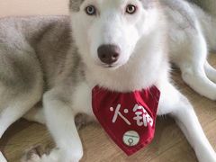 -Husky Go! 哈士奇体验馆·宠物咖啡厅狗咖