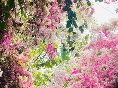 -深圳国际园林花卉博览园