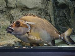 -悉尼海洋生物水族馆