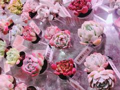 -KKV(深圳kk one 店)