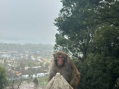-苏州上方山国家森林公园