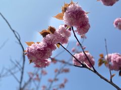 -高东镇樱花园