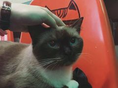 -猫咪博物馆(顶澳仔猫街店)