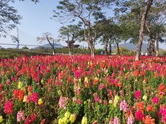 -芒洲湿地公园