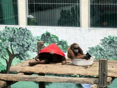 -西霞口神雕山野生动物世界