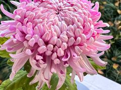 -杭州植物园