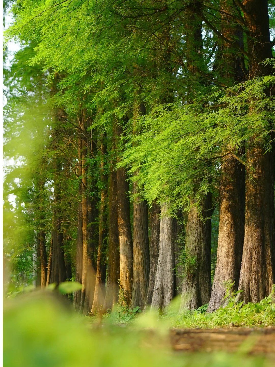 💥🌳隐藏版绿色天堂!中科琪林,广州的"挪威森林"🌳💥
