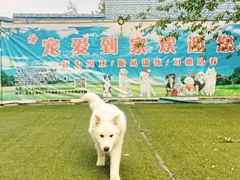 -宠物寄养训练学校